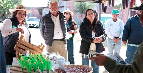 El objetivo: preservar maíces nativos y fortalecer producción