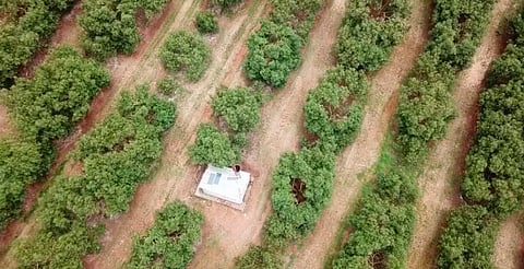 Michoacán será el primer estado en solicitar certificados de libertad ambiental 