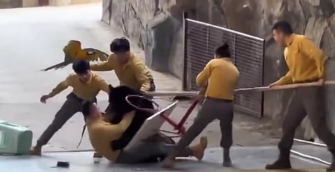 El instinto salvaje no perdona: oso negro ataca a cuidador durante show en China [VIDEO]