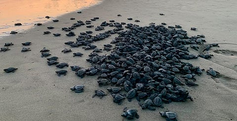 Liberan más de medio millón de tortugas en costas michoacanas