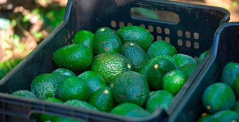 Costco EU se suma a la venta de aguacate michoacano libre de deforestación