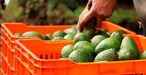 Michoacán se alista para el Super Bowl; preparan casi 300 mil hectáreas de aguacate para exportación