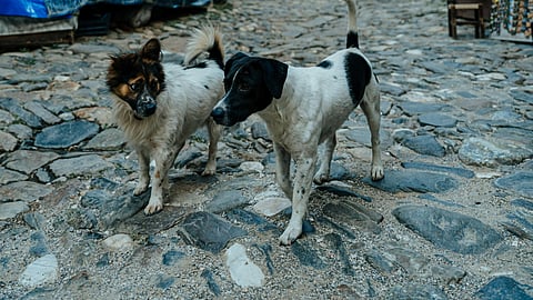 En puerta operativos para evitar venta irregular de animales en temporada decembrina: IMPA