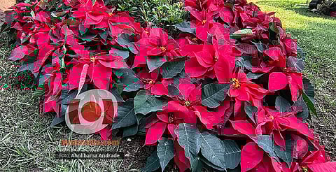 Nochebuena: la flor navideña que florece con fuerza en Michoacán