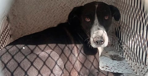 Morelia: 6 de cada 10 animales en resguardo en el IMPA provienen de decomisos