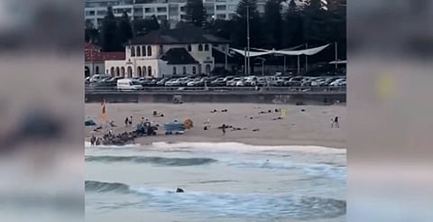 Ataque en celebración judía deja 16 muertos y 40 heridos en Bondi Beach, Australia
