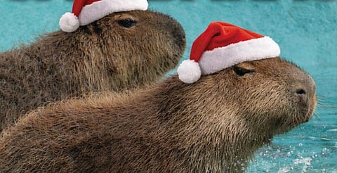 Capibaras del Zoo de Morelia tendrán convivencias "navideñas"; estos son los horarios