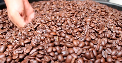 Café mexicano tendrá ley propia: entra en vigor este 20 de diciembre