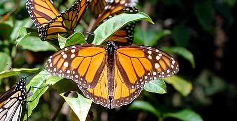 Descarta Medio Ambiente afectación en Biósfera de la Monarca por plagas 