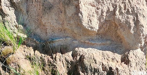 Hallan restos fósiles de megafauna en Puebla: gliptodonte, lobo terrible y más