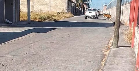 Alcalde de Álvaro Obregón confirma que continúa la búsqueda de tigre tras avistamiento