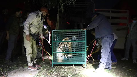 Mercado negro de fauna mantiene rescates de grandes felinos en Michoacán