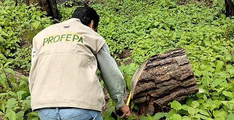 Cuidado: Profepa no realiza inspecciones en vacaciones, advierte sobre fraudes