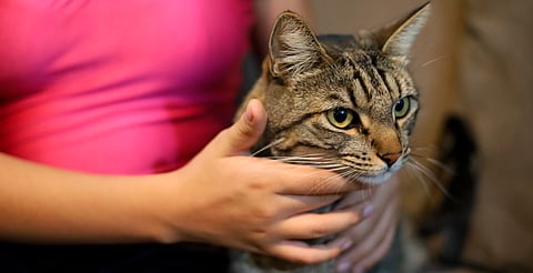 Fobias, quemaduras y desorientación: así reaccionan los animales a los fuegos artificiales