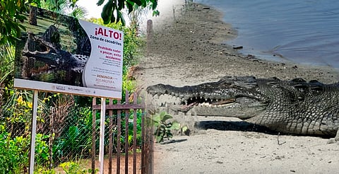 Refuerzan alerta por presencia de cocodrilos en playas de Oaxaca