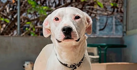 Población de perros callejeros en Morelia: fluctuante y difícil de cuantificar, advierte GHAPAD