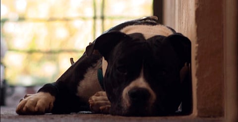 Pide Secma evitar uso de pirotecnia por daño a fauna silvestre y doméstica en Michoacán