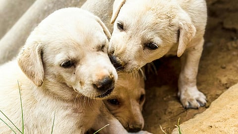 IMPA establece convenio para atender acumulación de animales desde la salud mental