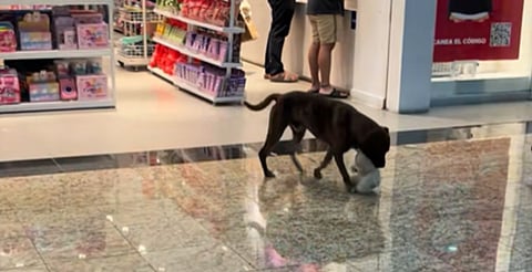 Perrito callejero ‘roba’ peluche en Mérida y clientes le regalan la Navidad