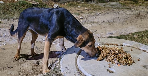 Pancitas Llenas Navidad 2025: más de 2 toneladas de alimento y una noche sin crueldad animal