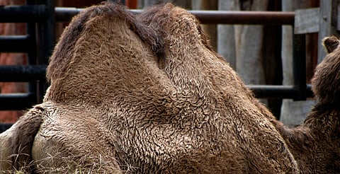 Reyes Magos llegarán al zoológico de Morelia este viernes