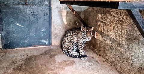 Rescatan a jaguar en casa de Jilotepec; Profepa confirma que estaba en peligro