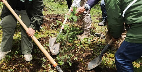 Guardianas del bosque: 172 personas vigilarán zonas clave de la Mariposa Monarca en Michoacán