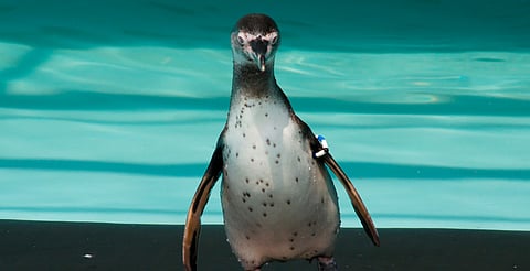 Zoo de Morelia podría recibir manatíes, pingüinos y licaones en 2026