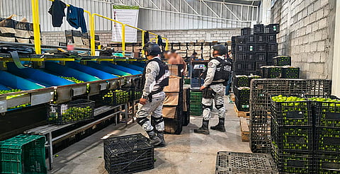 Resultados del Plan Michoacán: Gabinete de Seguridad reporta 278 detenidos y 18 campamentos criminales desmantelados