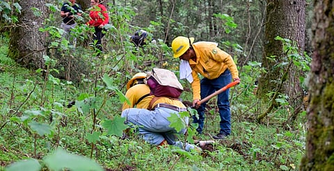 Michoacán alcanza meta histórica con más de 10 millones de árboles plantados en 2025