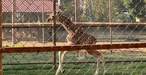 Zoo de Morelia presenta a nueva jirafa macho; la familia crece a 9 ejemplares