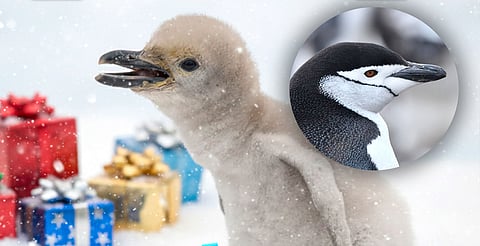 Logro científico en Guanajuato y la Ciudad de México