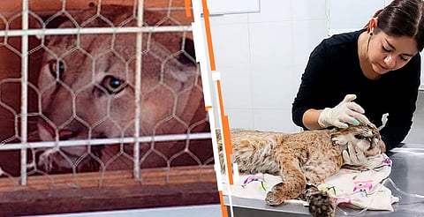 Disminuyen decomisos de animales de vida silvestre en Michoacán