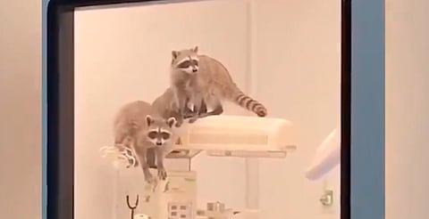 Mapaches irrumpen en quirófano del ISSSTE en Acapulco y se vuelven virales [VIDEO]