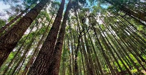 Detectan plagas cuarentenarias en árboles de Navidad importados