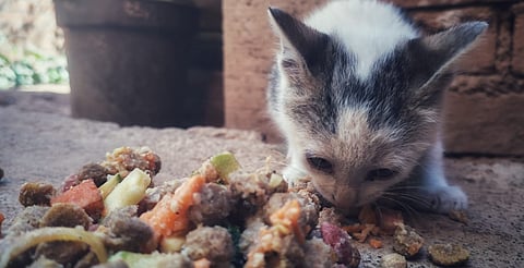 Operativo Pancitas Llenas 2025–2026 de GHAPAD: éxito total, más de 5 mil peluditos alimentados