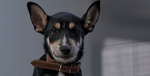 La fotografía, una herramienta para promover la adopción responsable