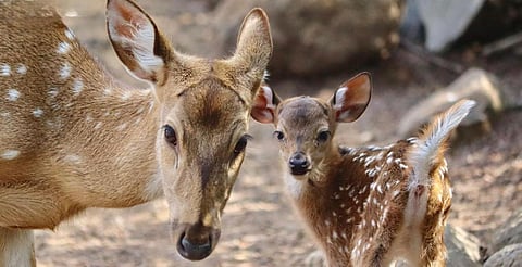 Reforma ambiental protege y conserva la vida animal en Michoacán: Secma