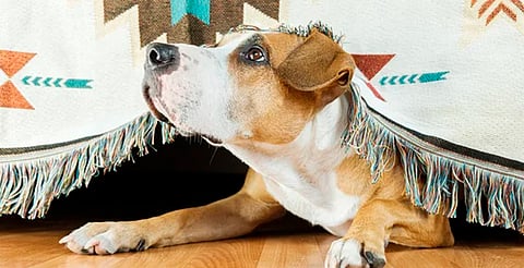 Animalistas de Michoacán van contra prohibición total de cohetes este año