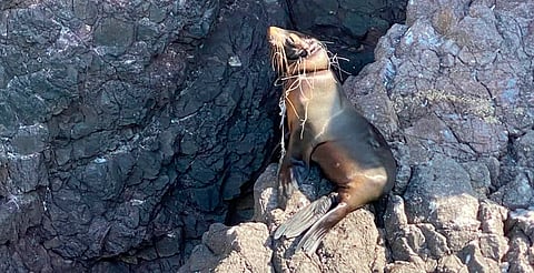 Lobo marino enmallado evade rescate en Sonora; piden no acercarse