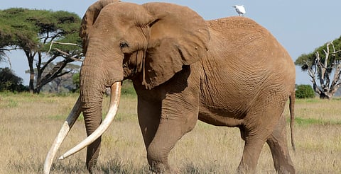 Murió Craig, el elefante de colmillos gigantes que conquistó al mundo