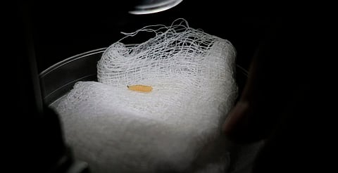 Detectan primer caso aislado de gusano barrenador en Villa Madero, Michoacán