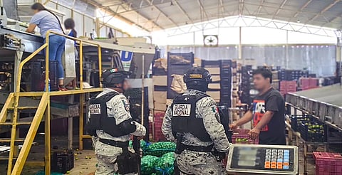 Plan Michoacán avanza con operativos en campo, industrias y rutas comerciales