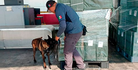 Aseguran casi 20 toneladas de tabaco ilegal en el AICM; venía de Japón