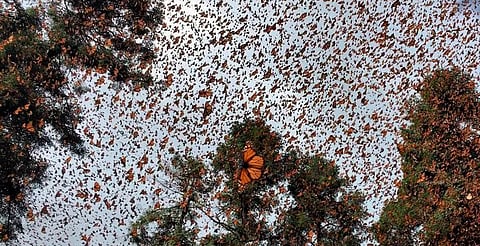 Michoacán celebra 51 años del descubrimiento de los santuarios de la Mariposa Monarca: Sectur