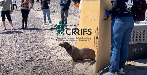 Reina, la lobita marina que sobrevivió al enmalle y ya está libre