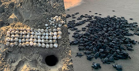 Michoacán protege 100 nidos de tortuga laúd en la Costa