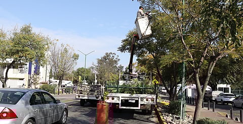 Servicios Públicos municipales embellece la Calzada Juárez