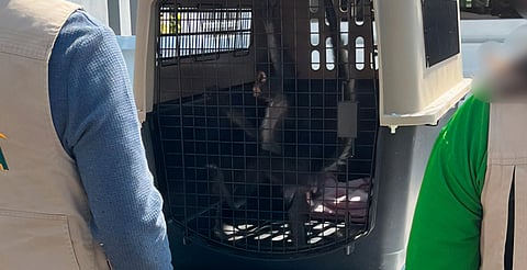 Profepa rescata mono araña en Guadalajara; especie está en peligro