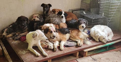 FGE de Michoacán fortalece acciones en materia de protección animal durante 2025